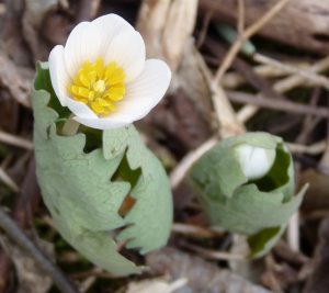 bloodroot