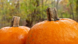 Autumn in the Studio