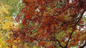 Autumn in the Studio