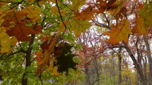 Autumn in the Studio